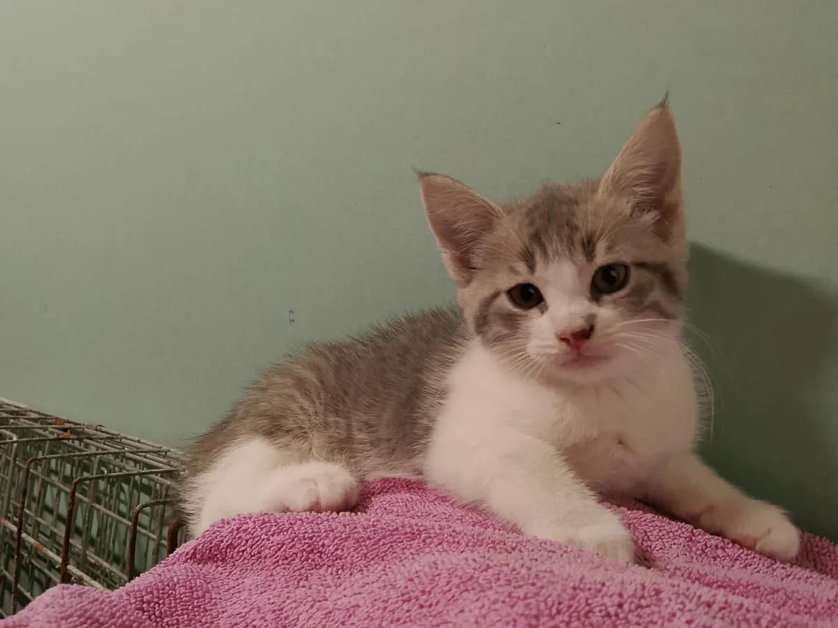 CHOUKI, female puppy European Shorthair for adoption at Refuge Angoumois, Angoulême