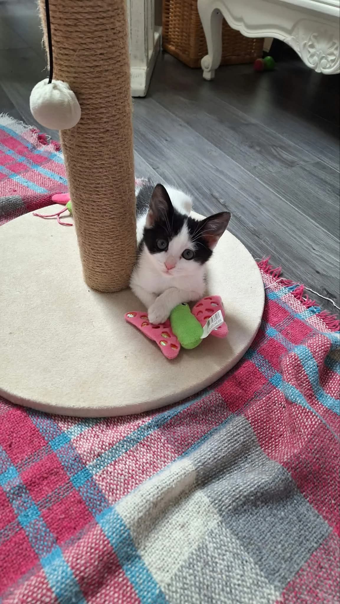 CHOUPIE, female puppy European Shorthair for adoption at Refuge Angoumois, Angoulême