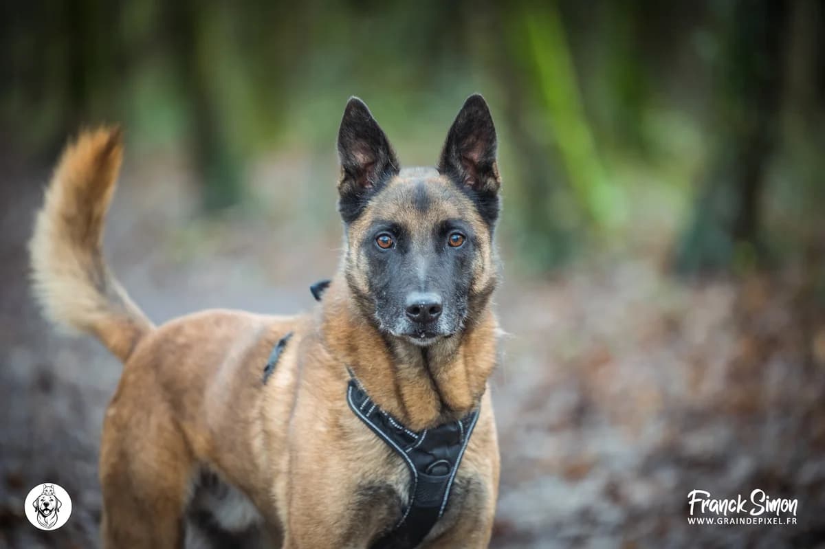 CHUPA, male senior Belgian Malinois for adoption at Refuge Angoumois, Angoulême