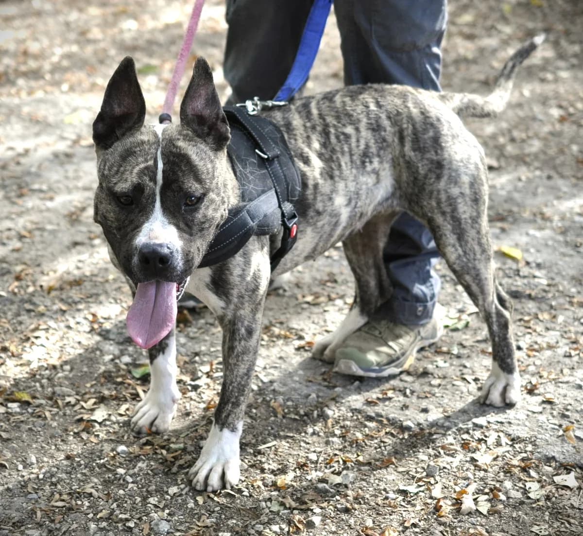 CINDY, female 4yo mixed breed for adoption at Refuge Angoumois, Angoulême