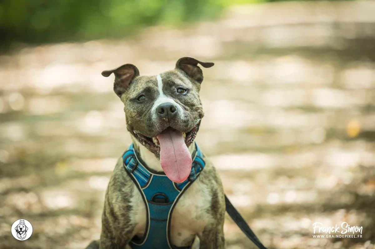 CINDY, female 4yo mixed breed for adoption at Refuge Angoumois, Angoulême