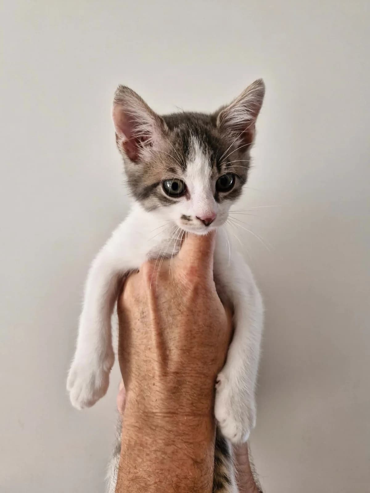 COURROIE, male puppy European Shorthair for adoption at Refuge Angoumois, Angoulême