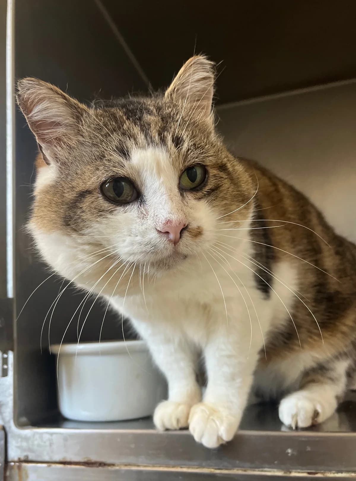 DRAGO, male 7yo European Shorthair for adoption at Refuge Angoumois, Angoulême