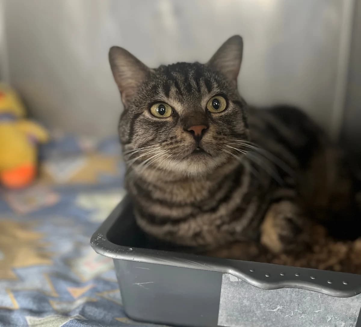 EMRYK, male 3yo European Shorthair for adoption at Refuge Angoumois, Angoulême