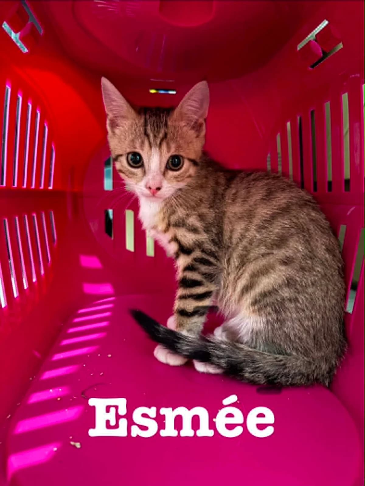 ESMEE, female puppy European Shorthair for adoption at Refuge Angoumois, Angoulême