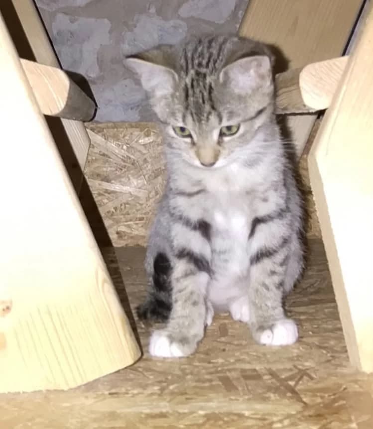 ESMEE, female puppy European Shorthair for adoption at Refuge Angoumois, Angoulême