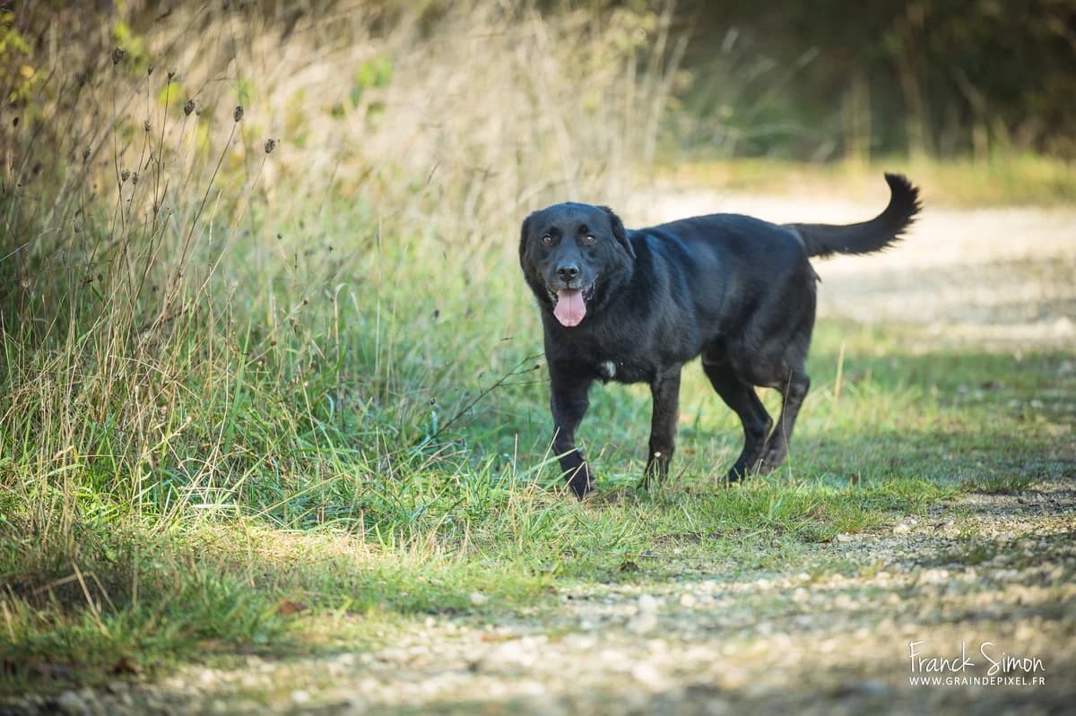 FALCOR, male senior Labrador Retriever for adoption at Refuge Angoumois, Angoulême
