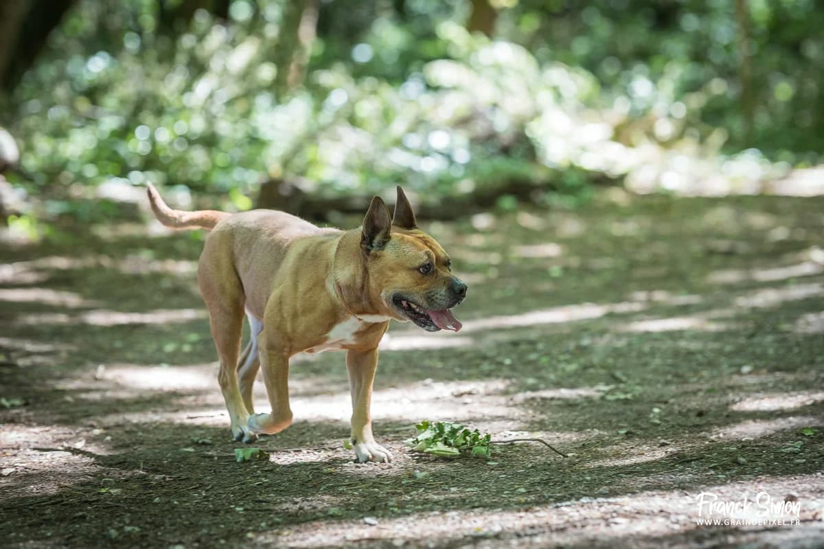 FIBY, female 6yo French Bulldog for adoption at Refuge Angoumois, Angoulême