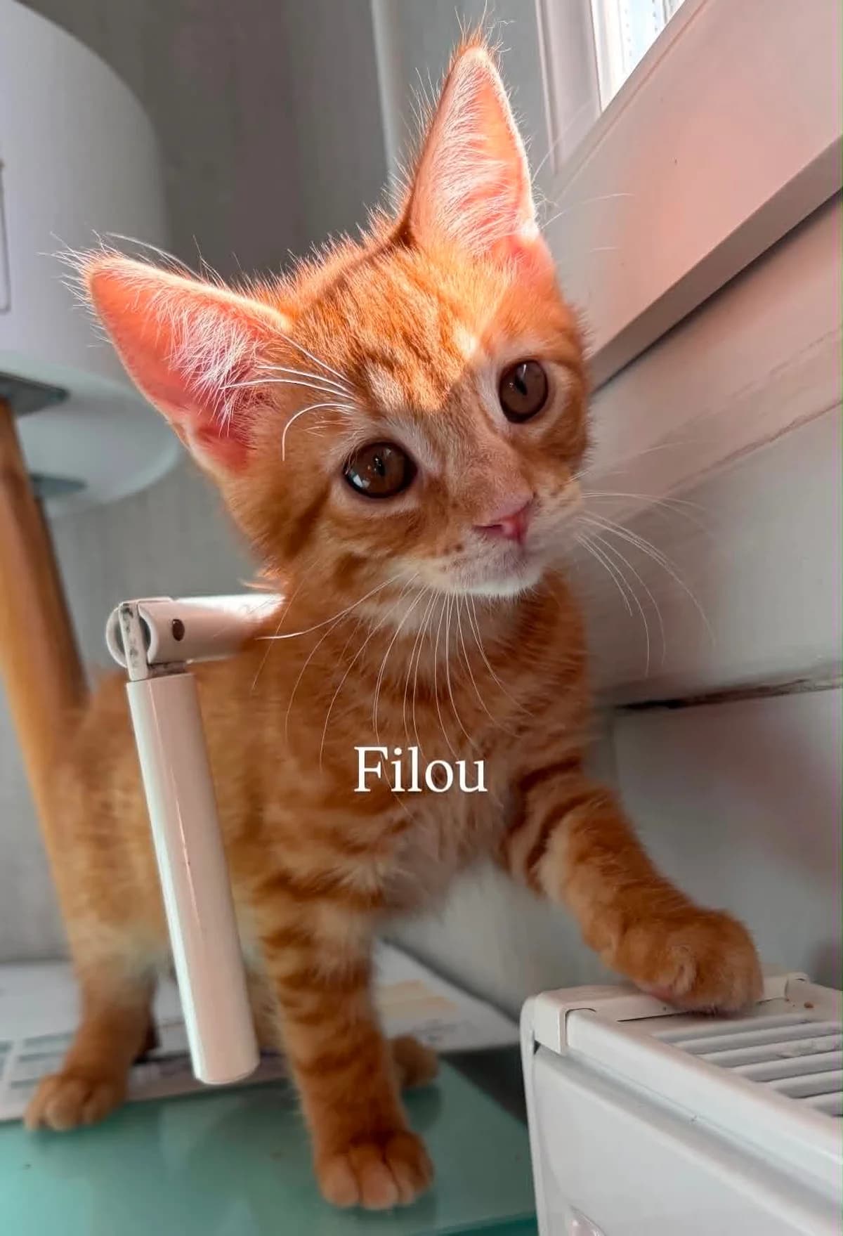 FILOU, male puppy European Shorthair for adoption at Refuge Angoumois, Angoulême
