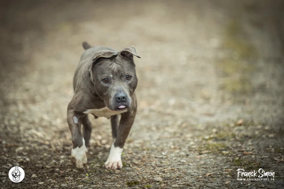 FIONA, female 6yo American Staffordshire Terrier for adoption at Refuge Angoumois, Angoulême