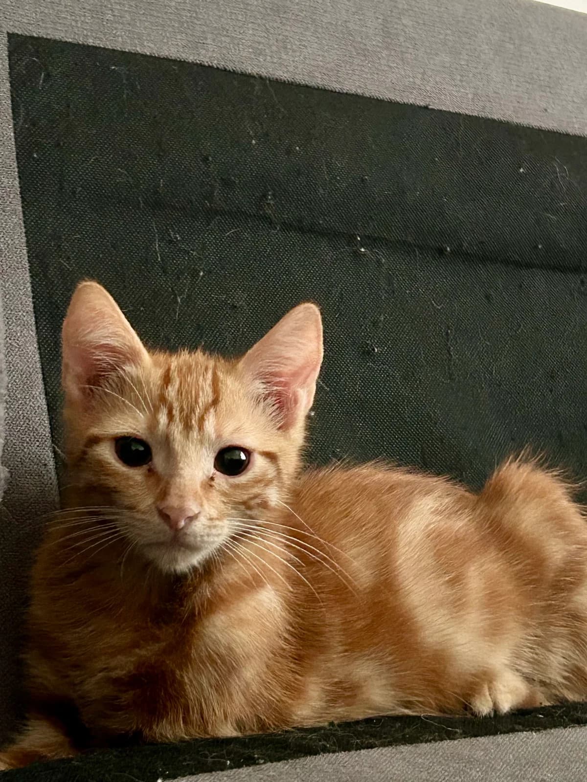 FLUFFY, male puppy European Shorthair for adoption at Refuge Angoumois, Angoulême