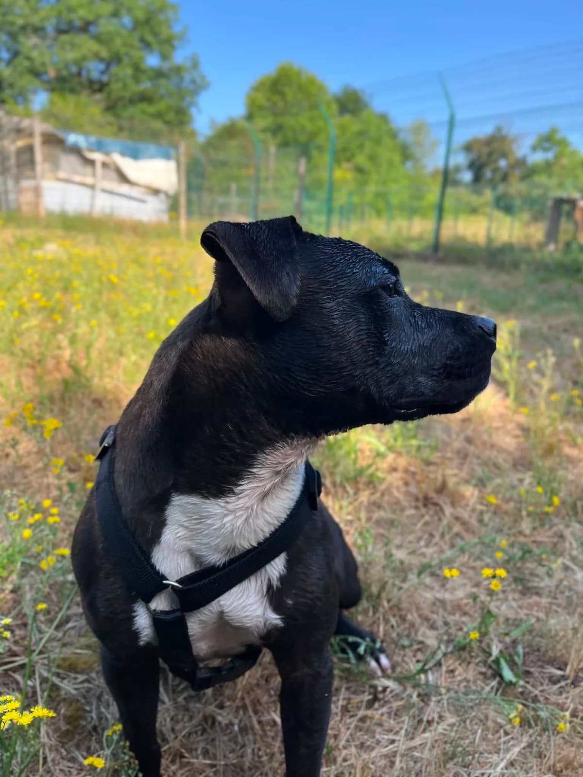 GET, male 5yo mixed breed for adoption at Refuge Angoumois, Angoulême