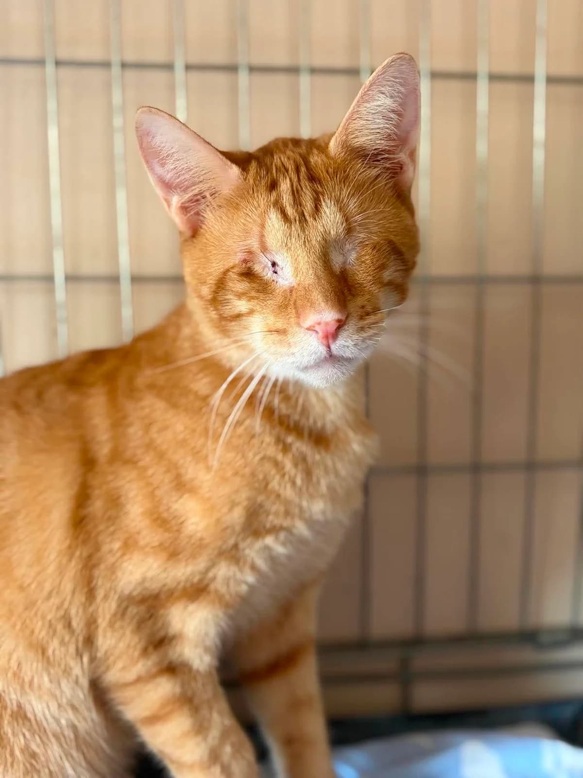 GILBERT, male 5yo European Shorthair for adoption at Refuge Angoumois, Angoulême