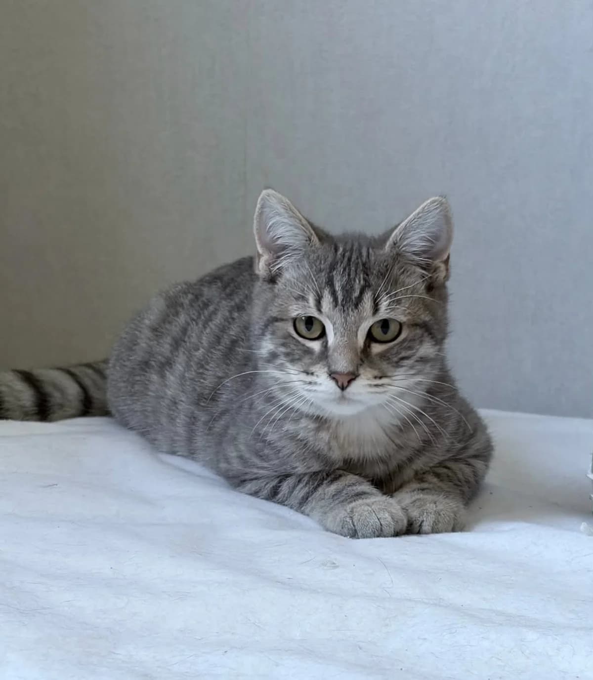 GOOSE, male puppy European Shorthair for adoption at Refuge Angoumois, Angoulême