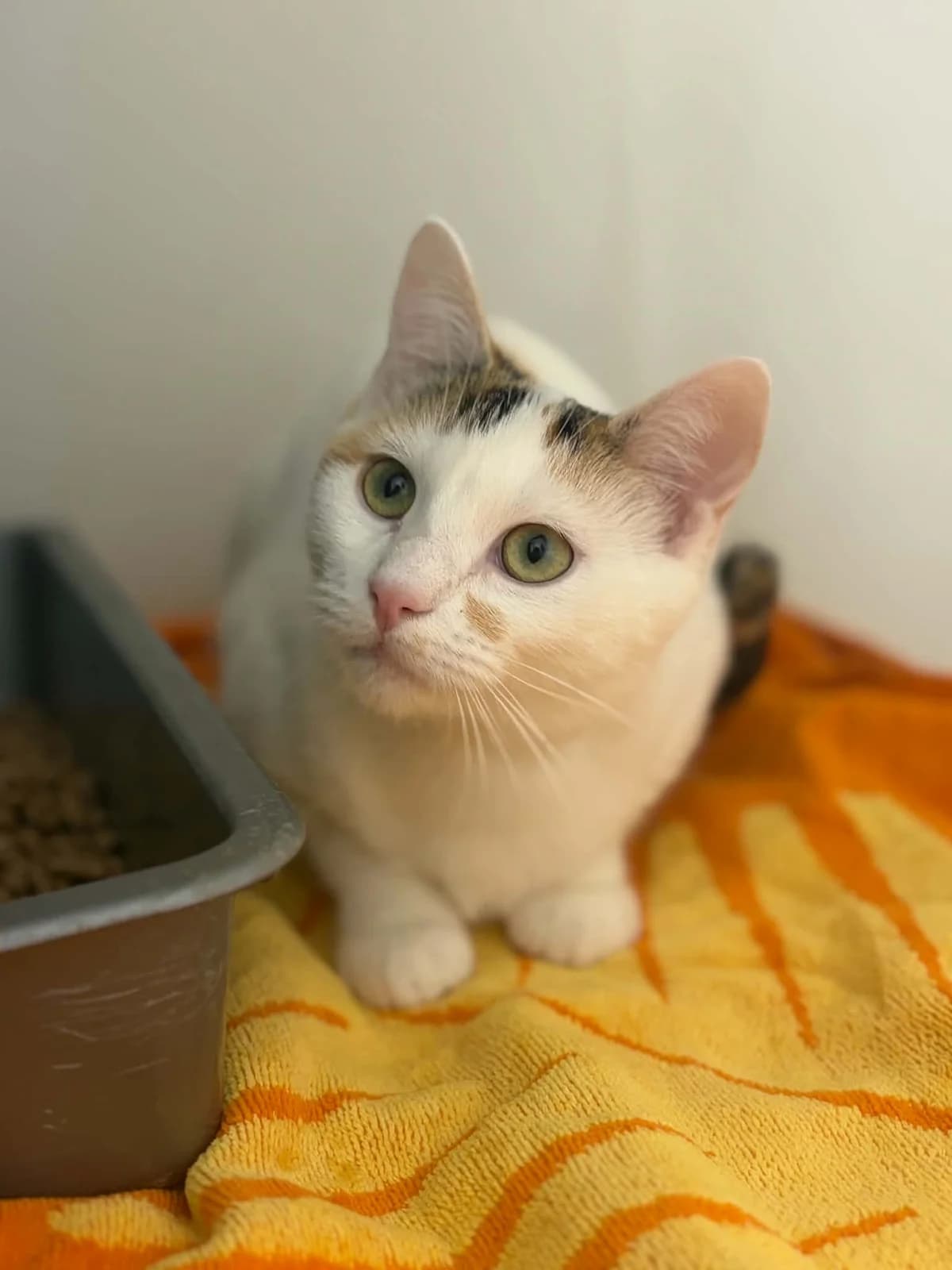 GRANITA, female puppy European Shorthair for adoption at Refuge Angoumois, Angoulême