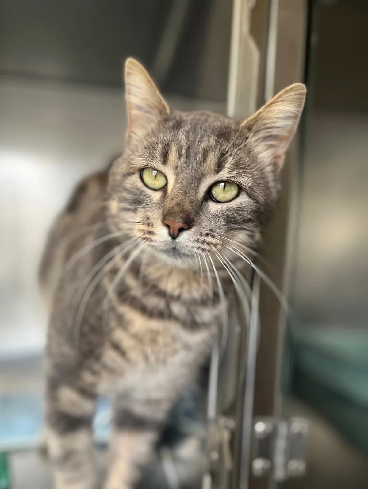 GREY, male 3yo European Shorthair for adoption at Refuge Angoumois, Angoulême