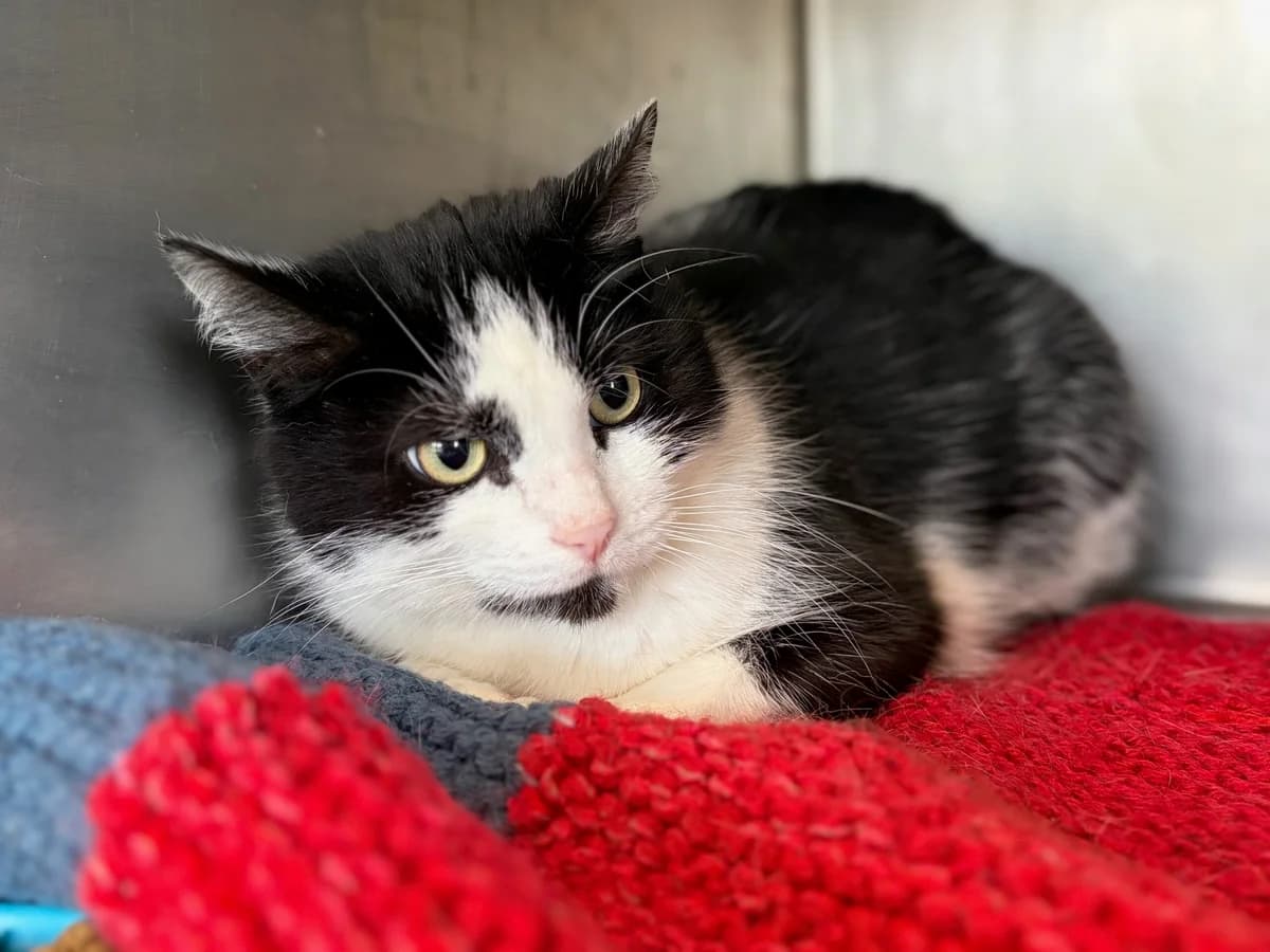 GRIBOUILLE, male 7yo European Shorthair for adoption at Refuge Angoumois, Angoulême