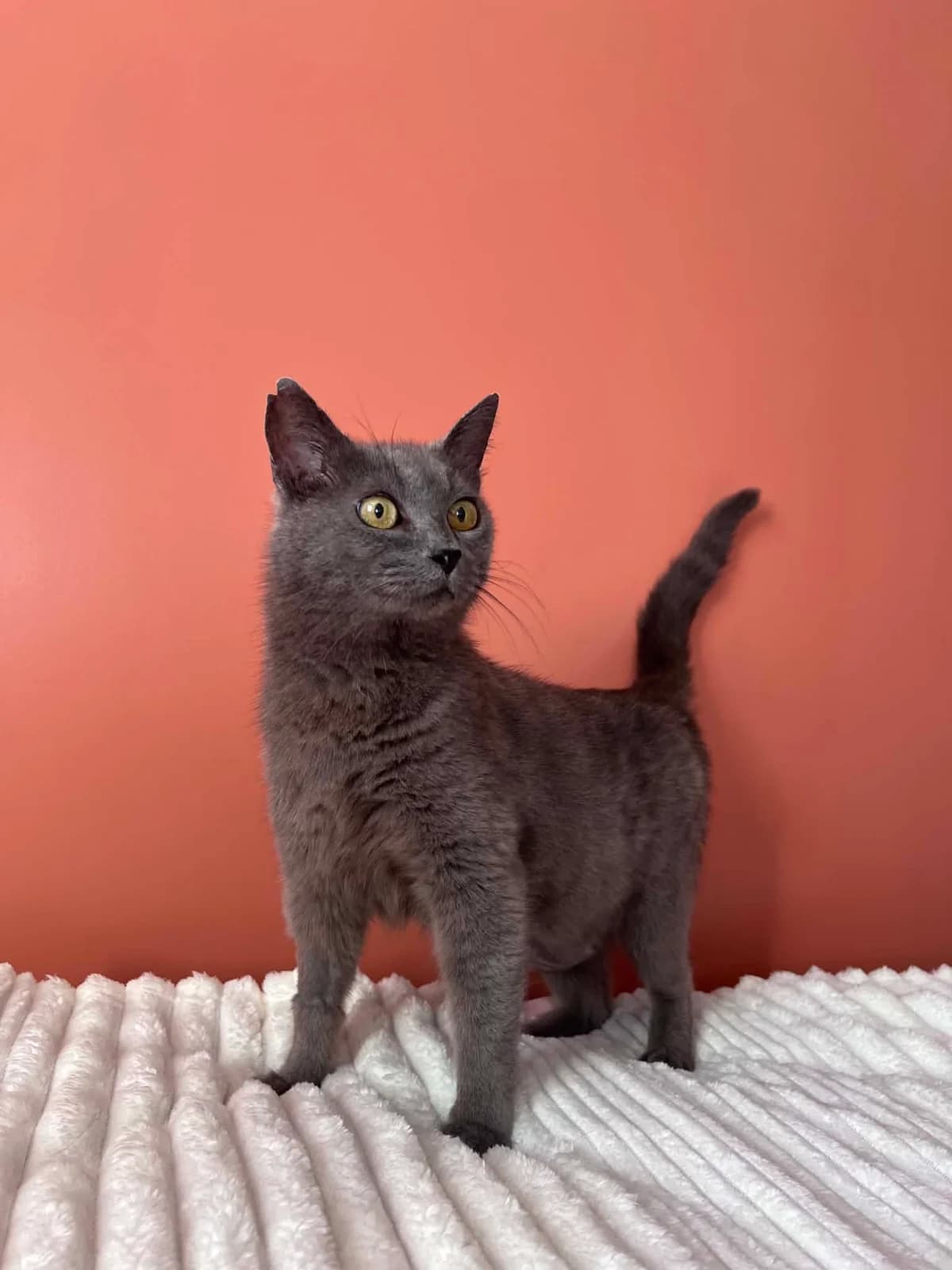 GRISETTE, female 3yo European Shorthair for adoption at Refuge Angoumois, Angoulême