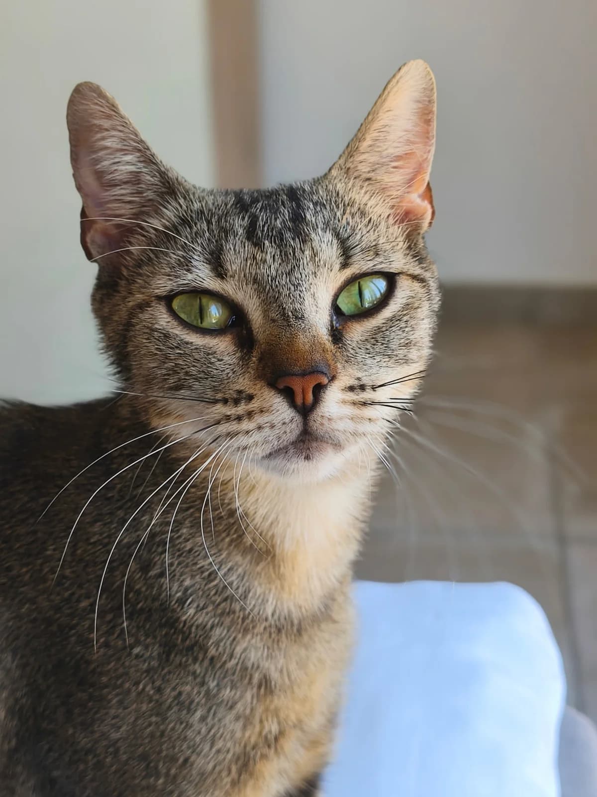 GUIMAUVE, female 3yo European Shorthair for adoption at Refuge Angoumois, Angoulême