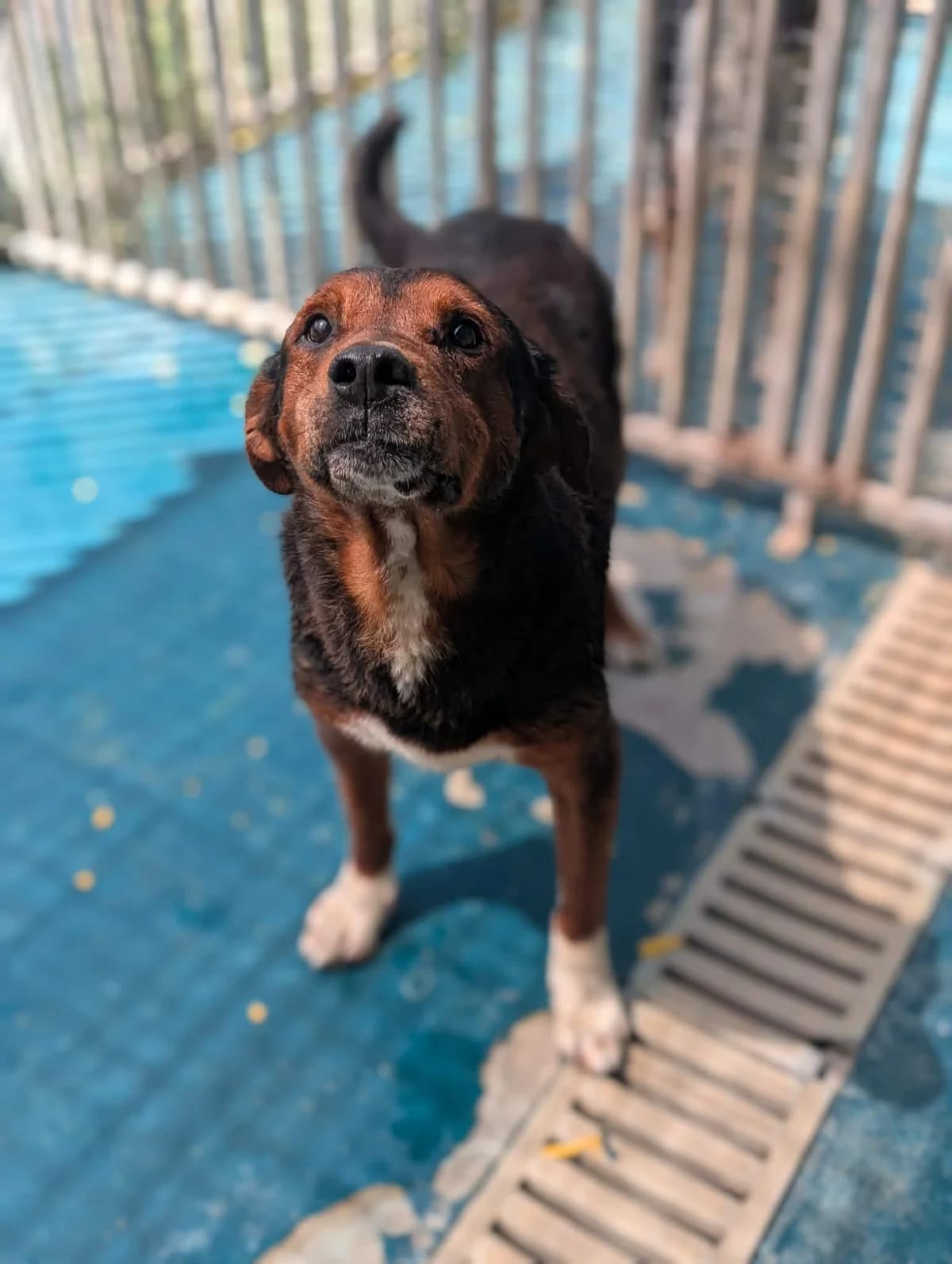 GUIZMO, male senior mixed breed for adoption at Refuge Angoumois, Angoulême