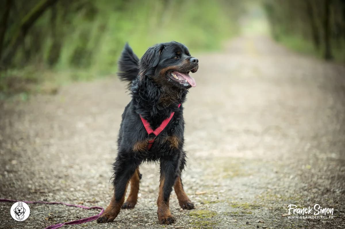 GUS, male young Rottweiler for adoption at Refuge Angoumois, Angoulême