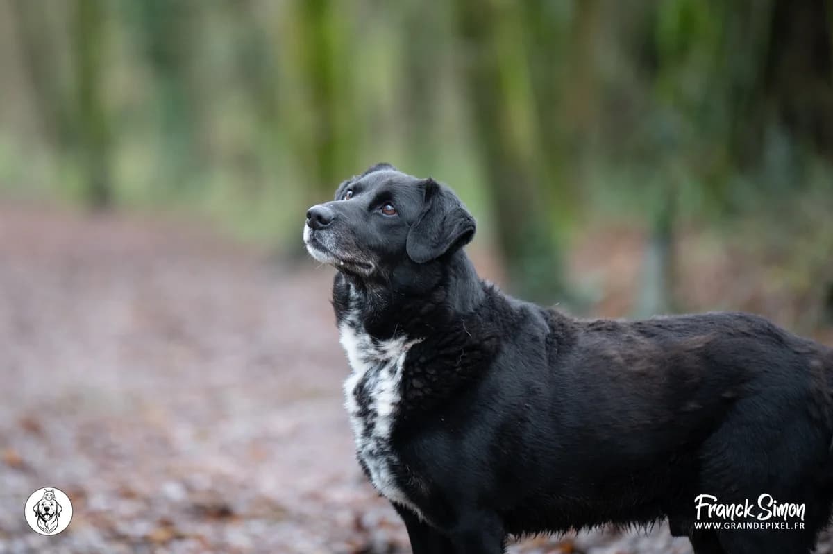 HAKA, male senior Golden Retriever for adoption at Refuge Angoumois, Angoulême