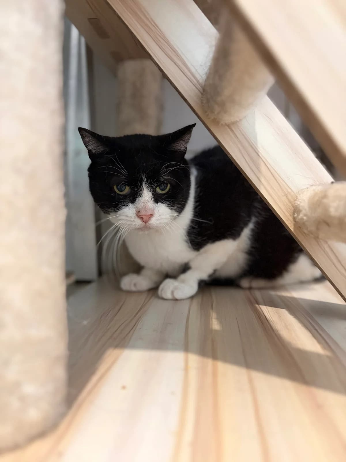 HARRY, male 6yo European Shorthair for adoption at Refuge Angoumois, Angoulême