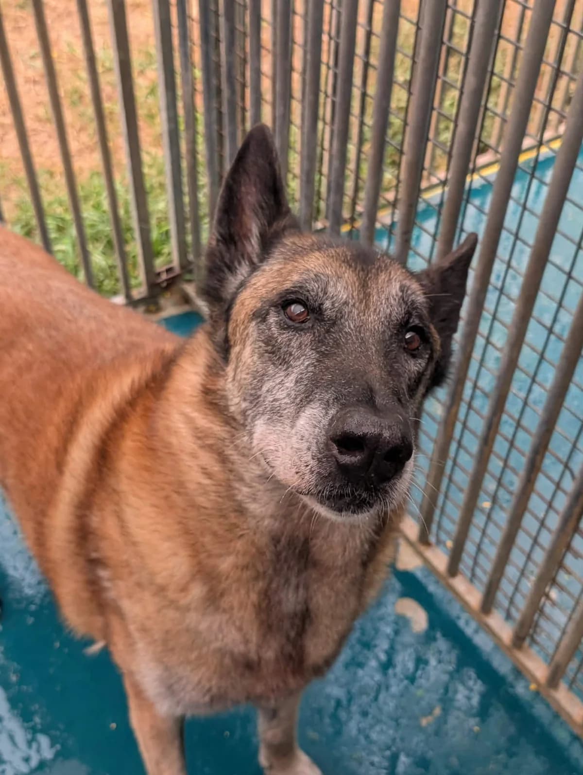 HELIOS, male senior Belgian Malinois for adoption at Refuge Angoumois, Angoulême