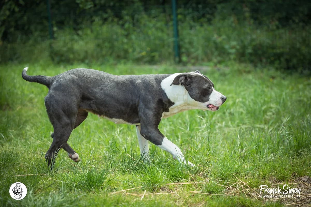HUGUETTE, female 3yo mixed breed for adoption at Refuge Angoumois, Angoulême