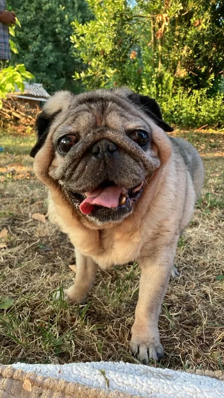 ICARE, male senior Pug for adoption at Refuge Angoumois, Angoulême