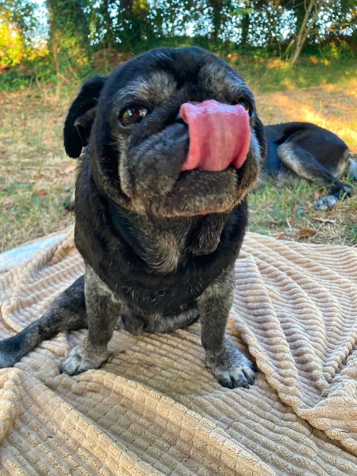 IODA, male senior Pug for adoption at Refuge Angoumois, Angoulême