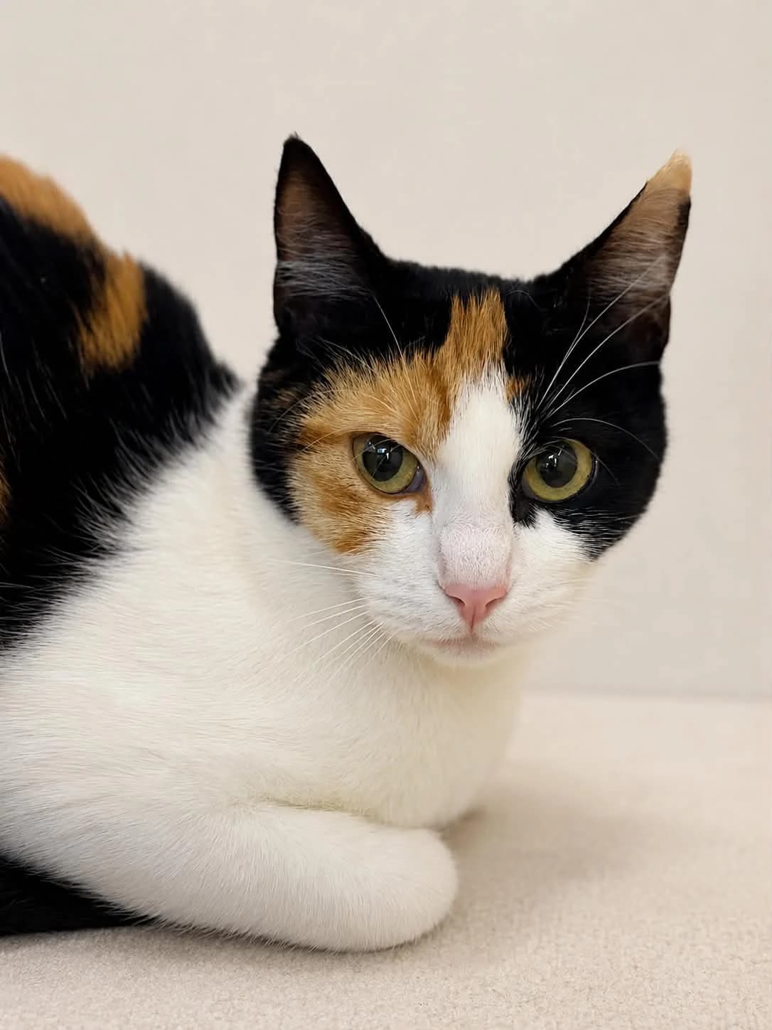 ISABELLE, female young European Shorthair for adoption at Refuge Angoumois, Angoulême
