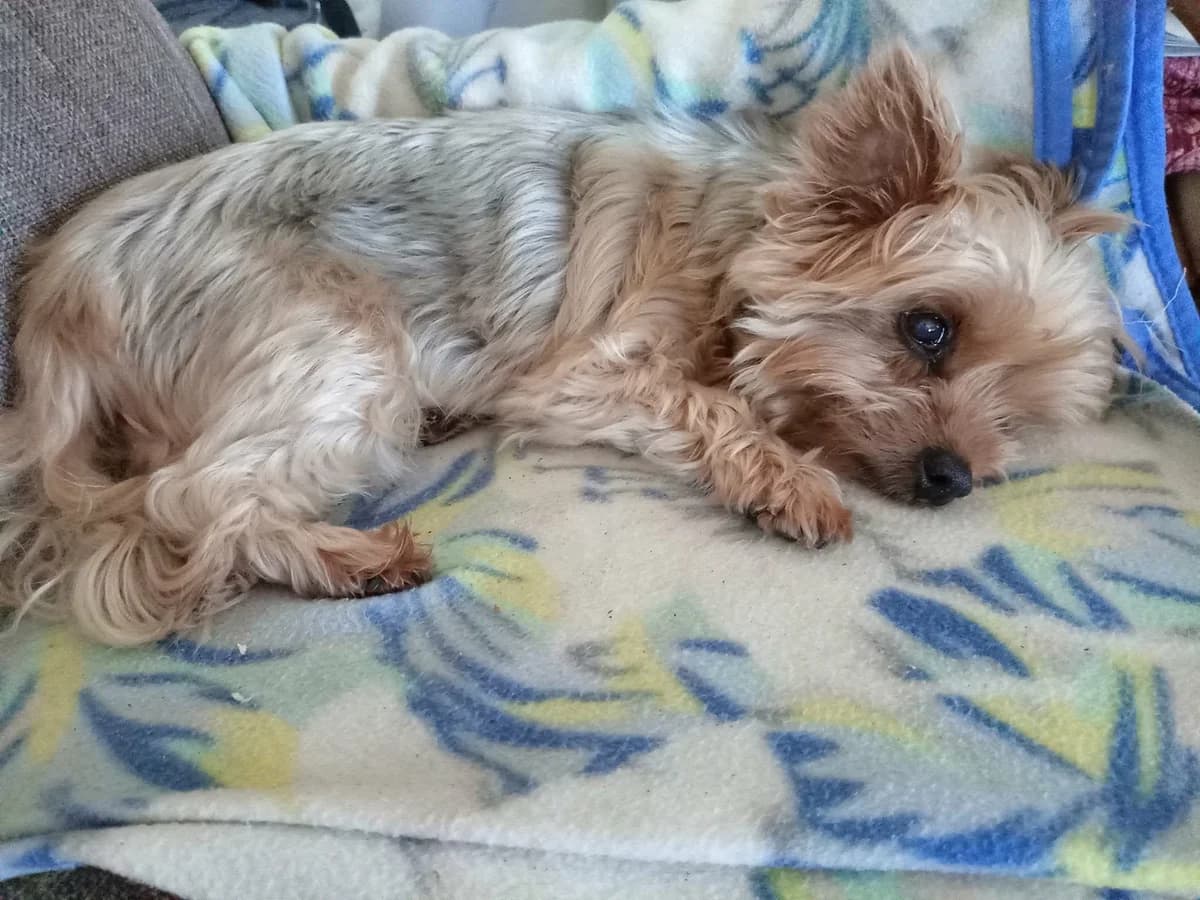 JADE, female senior Yorkshire Terrier for adoption at Refuge Angoumois, Angoulême
