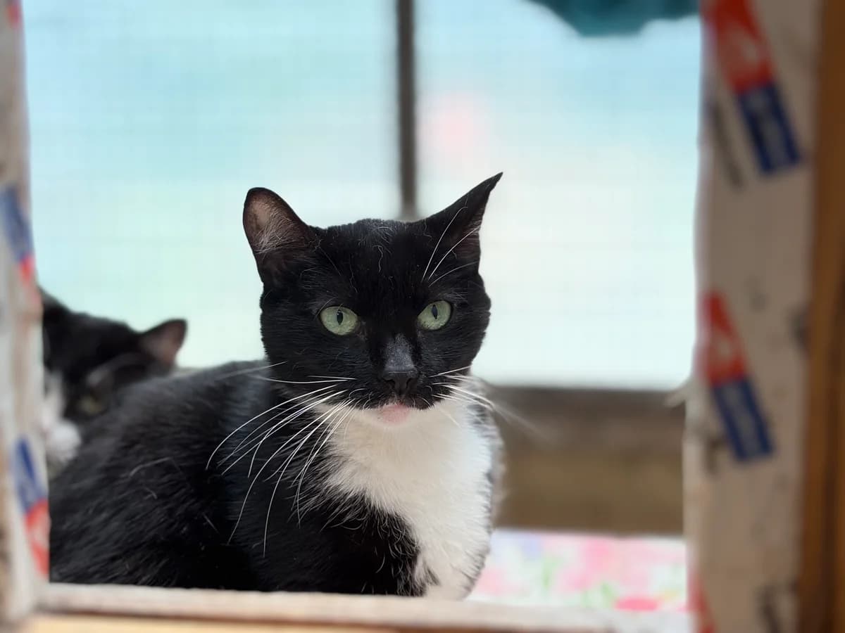 JASMINE, female 5yo European Shorthair for adoption at Refuge Angoumois, Angoulême