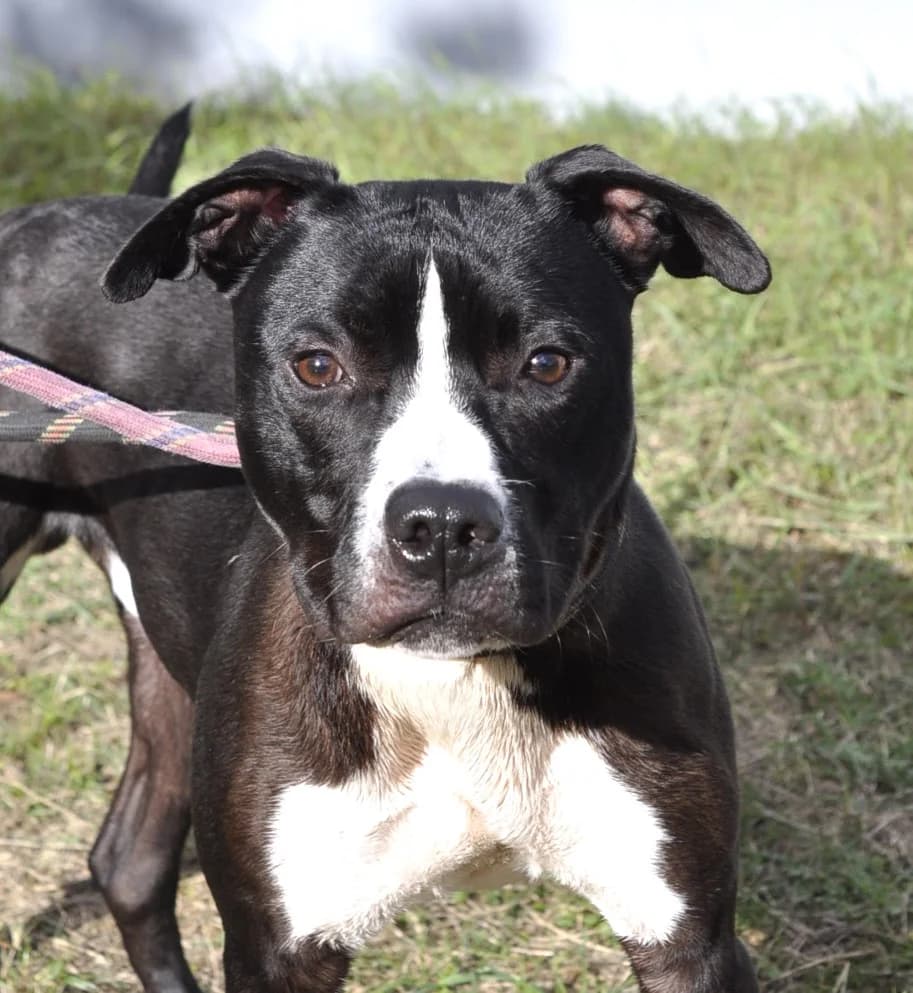 JASON, male 4yo mixed breed for adoption at Refuge Angoumois, Angoulême