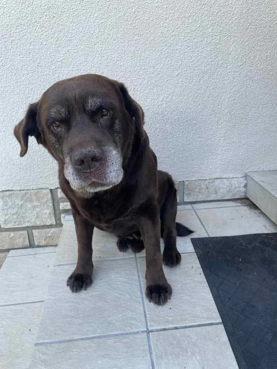 JAWAK, male senior Labrador Retriever for adoption at Refuge Angoumois, Angoulême