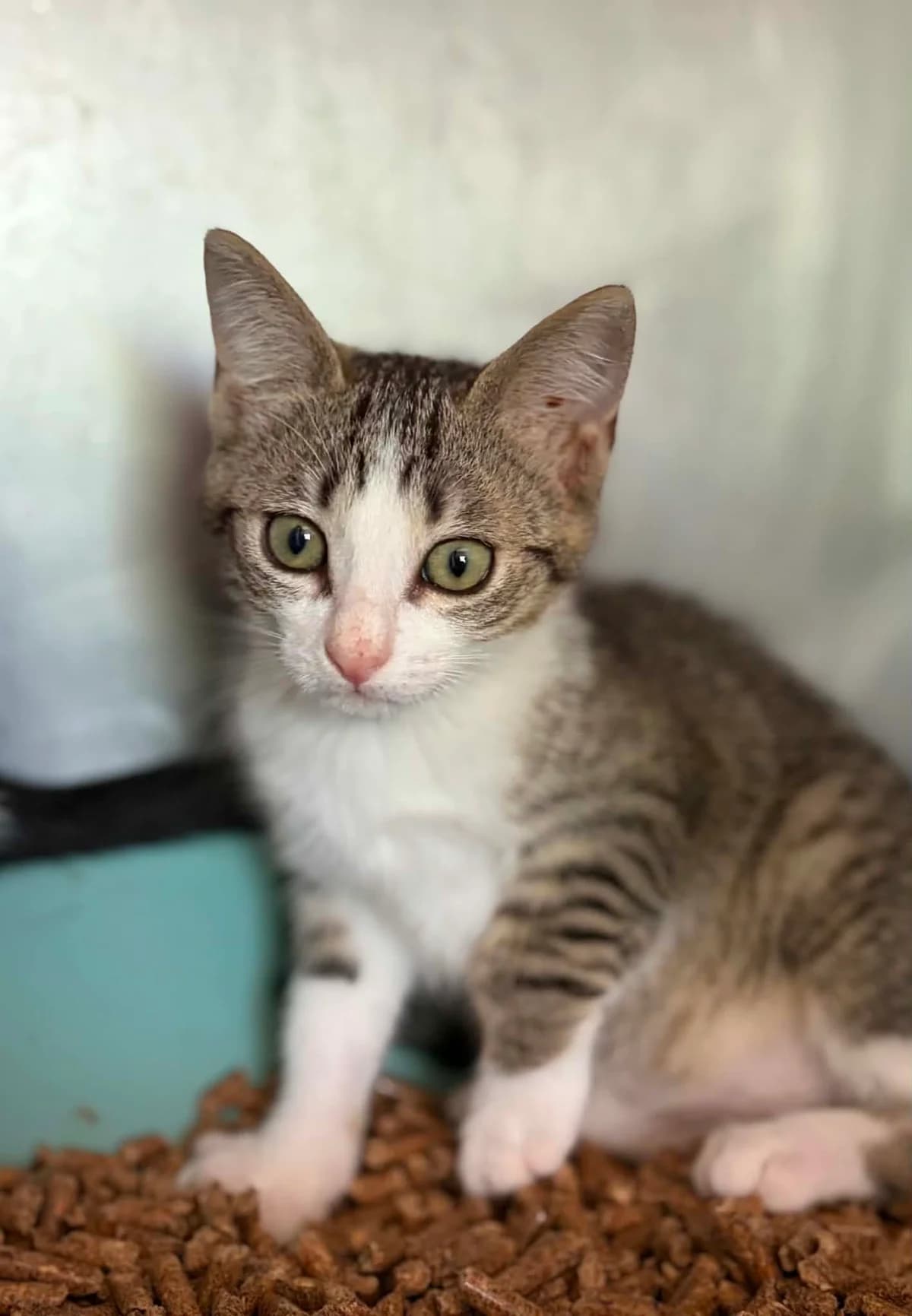 JESSIE, female puppy European Shorthair for adoption at Refuge Angoumois, Angoulême