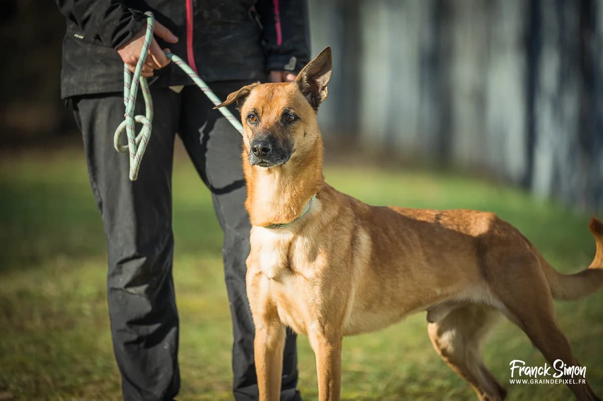 JUNIOR, male 7yo mixed breed for adoption at Refuge Angoumois, Angoulême