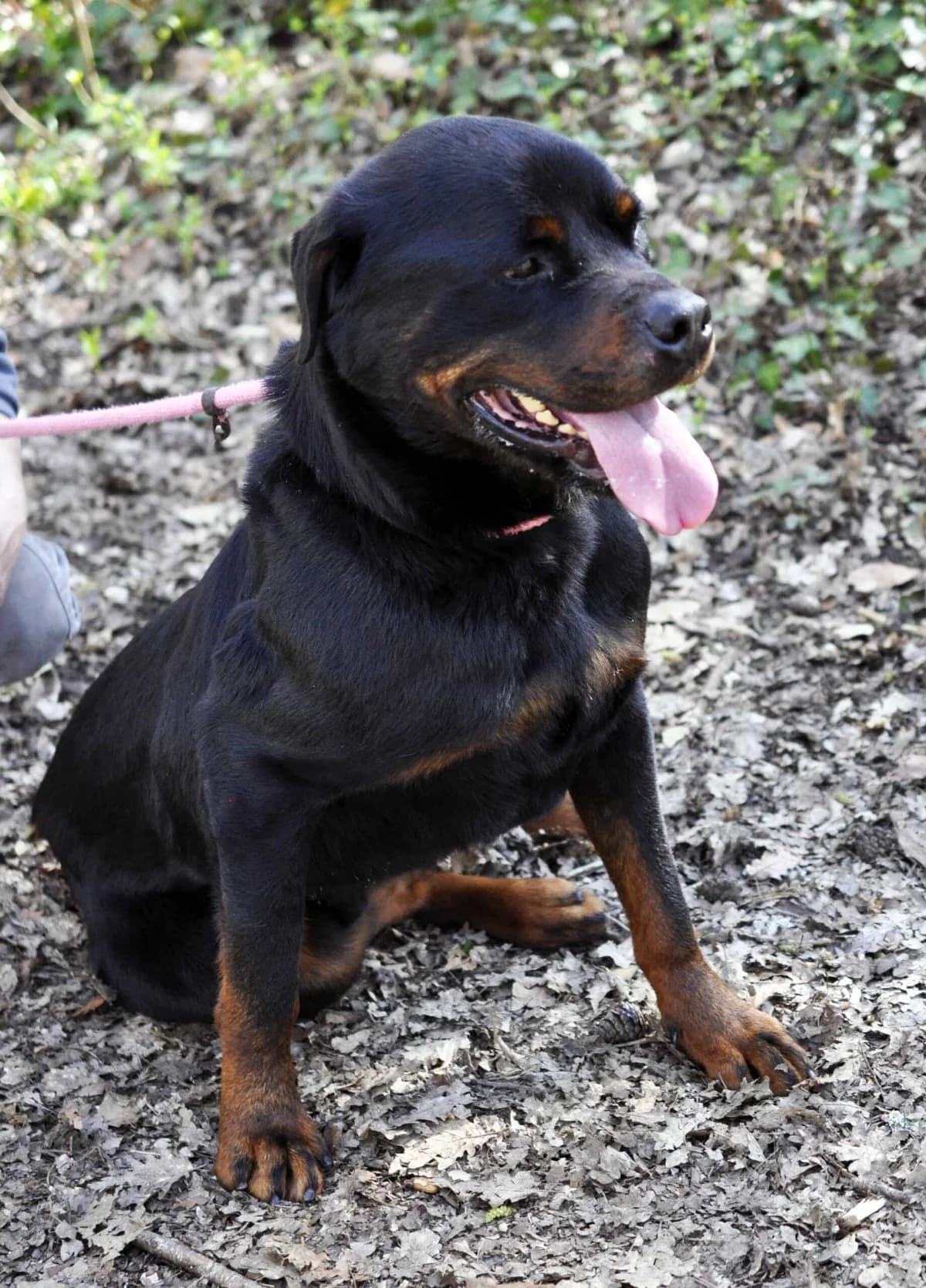 KARA, male 6yo Rottweiler for adoption at Refuge Angoumois, Angoulême