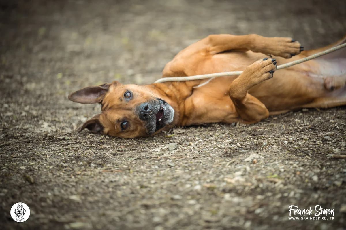 KENDJI, male 3yo mixed breed for adoption at Refuge Angoumois, Angoulême