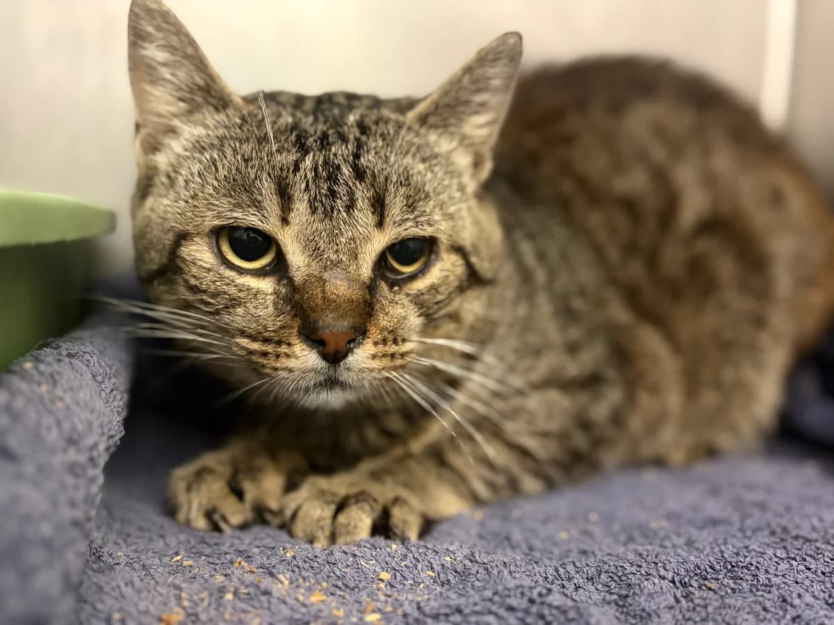 KIMBALOU, male 6yo European Shorthair for adoption at Refuge Angoumois, Angoulême