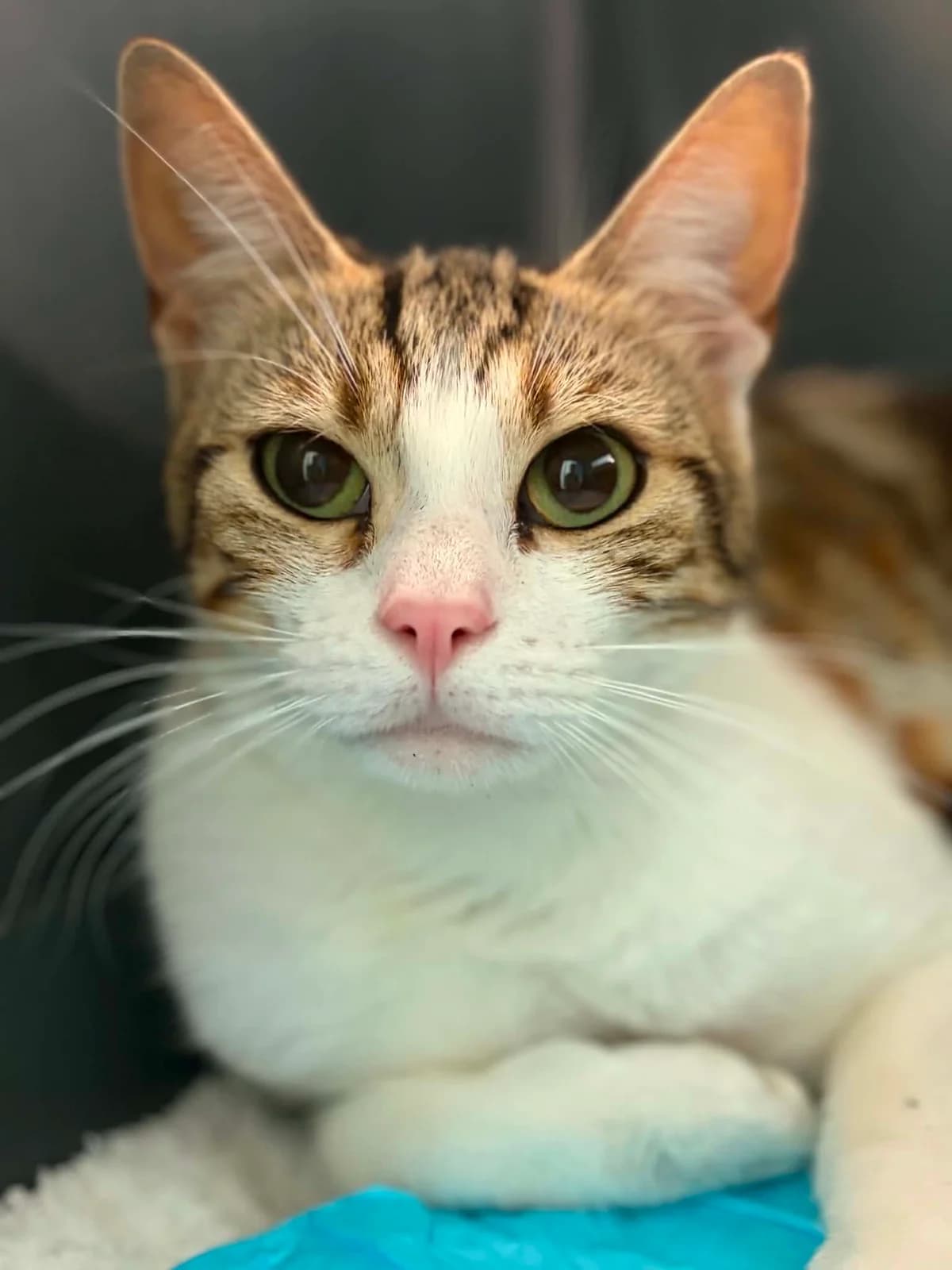 LA PETITE, female young European Shorthair for adoption at Refuge Angoumois, Angoulême
