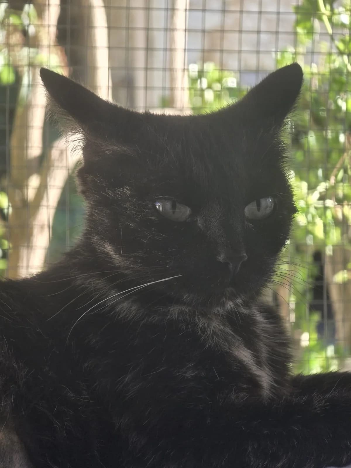 LEONIE, female 4yo European Shorthair for adoption at Refuge Angoumois, Angoulême