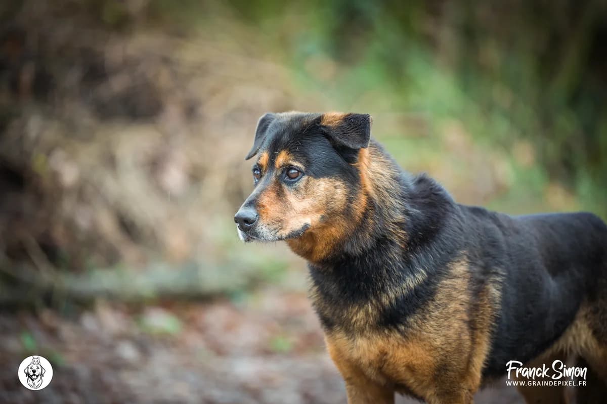 LIKA, female senior German Shepherd for adoption at Refuge Angoumois, Angoulême