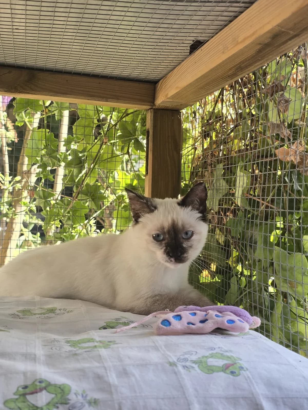 LUCIOLE, female puppy Siamese for adoption at Refuge Angoumois, Angoulême