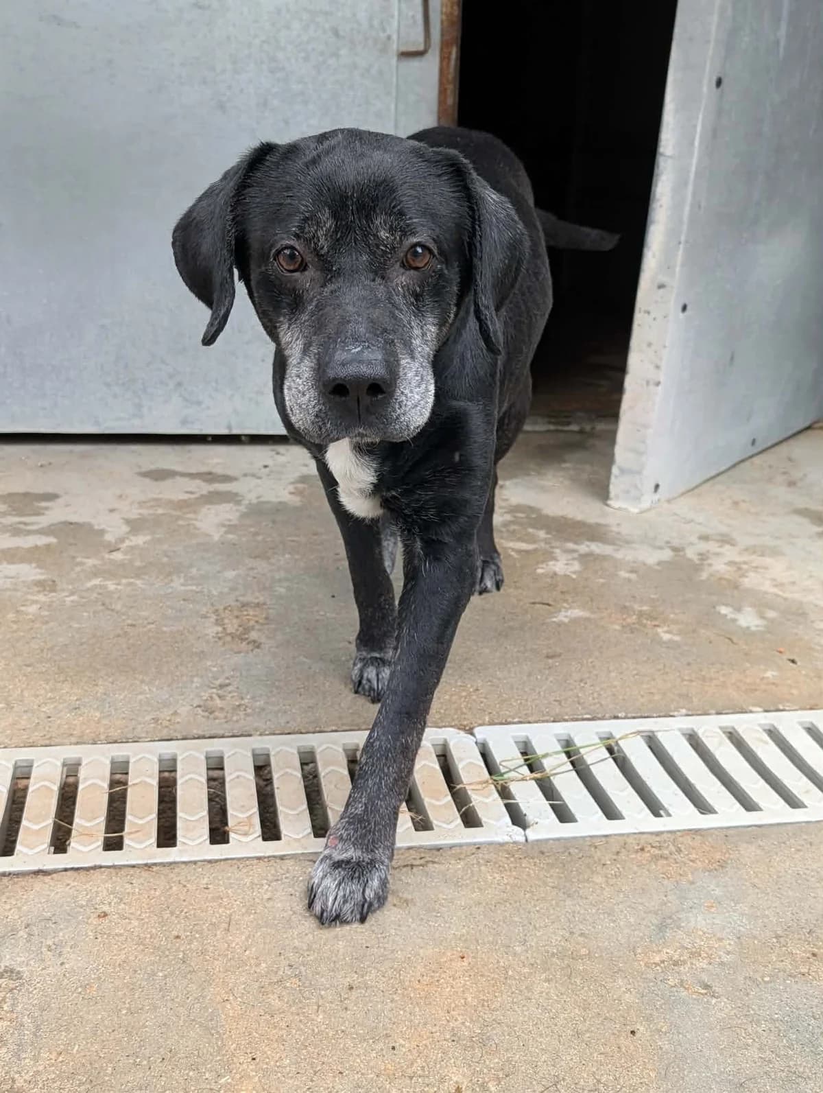 LUNA, female senior Labrador Retriever for adoption at Refuge Angoumois, Angoulême