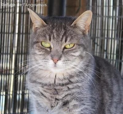 MALAKA, female senior mixed breed for adoption at Refuge Angoumois, Angoulême