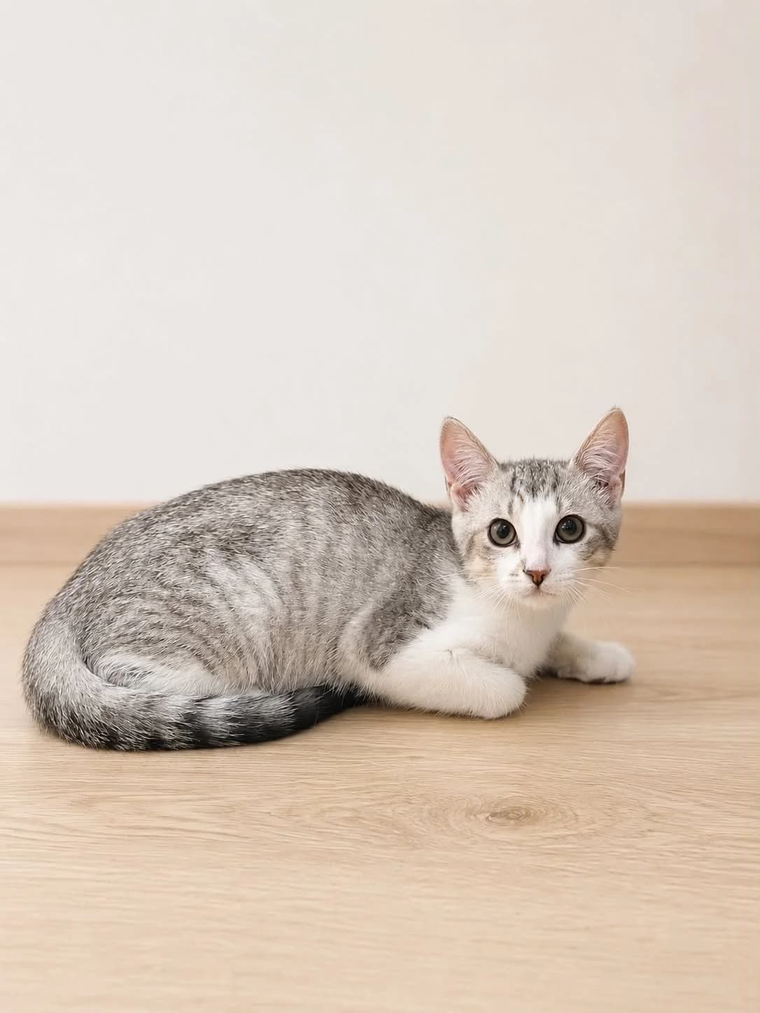 MALO, male puppy European Shorthair for adoption at Refuge Angoumois, Angoulême