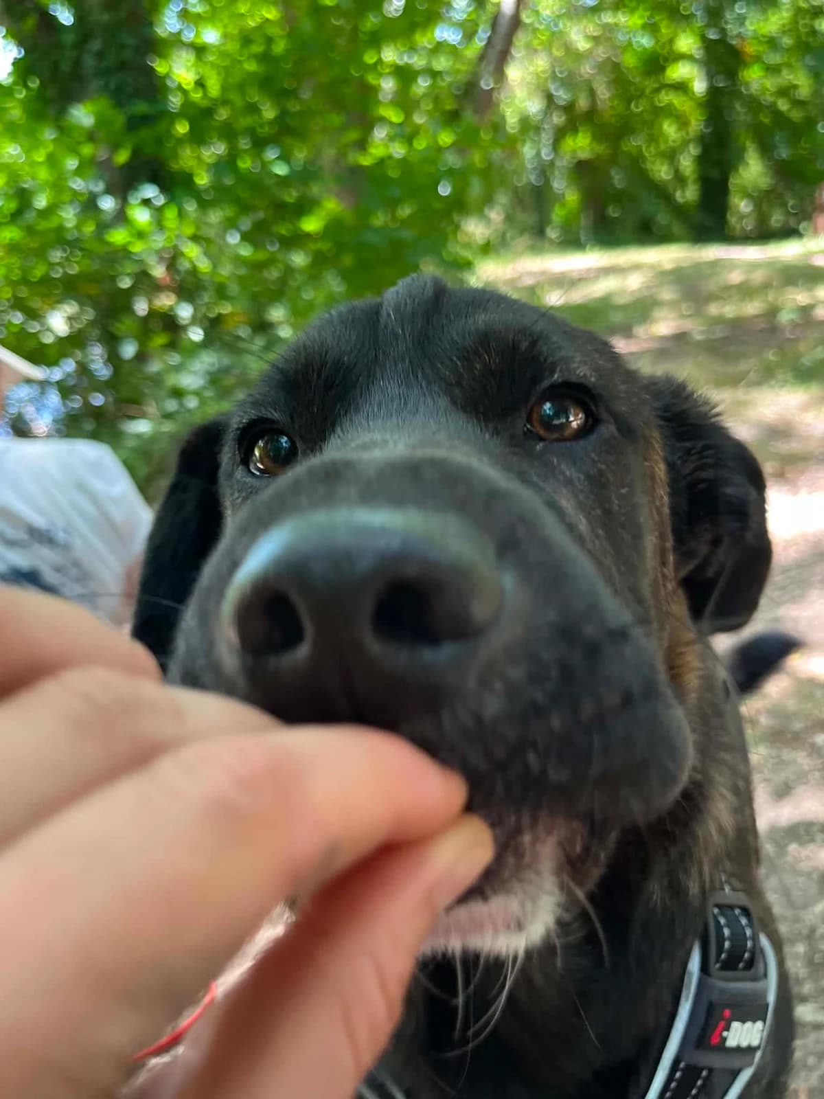 MARCO, male puppy Labrador Retriever for adoption at Refuge Angoumois, Angoulême