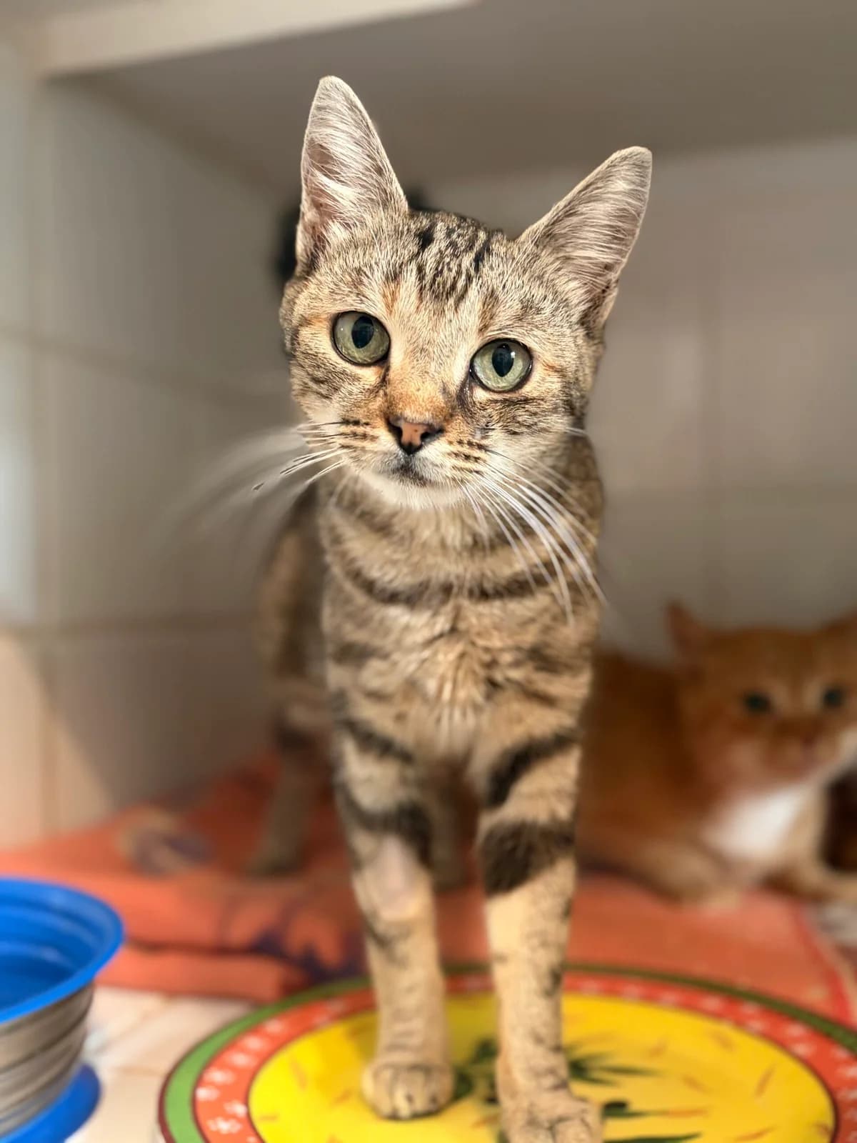 MATCHA, female 6yo European Shorthair for adoption at Refuge Angoumois, Angoulême